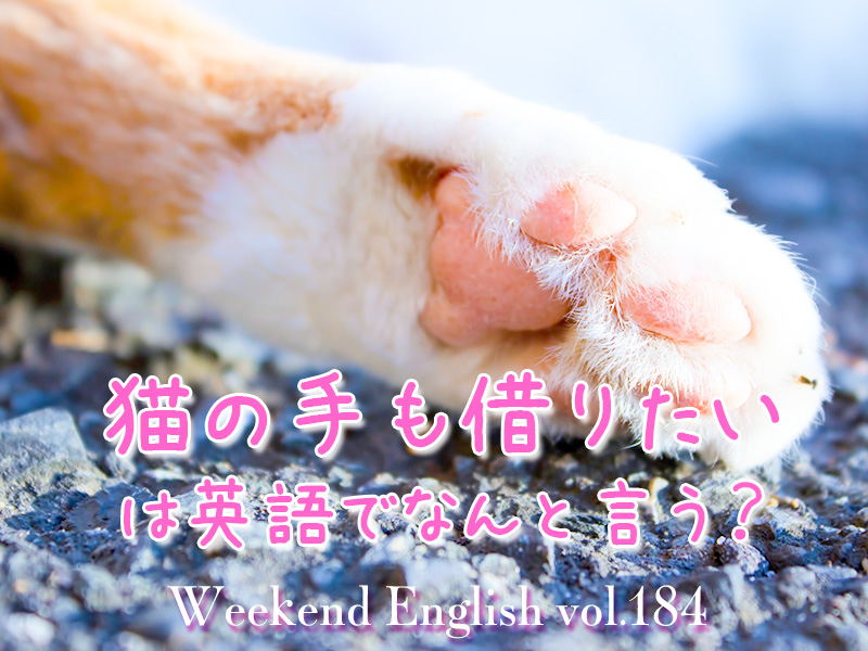 週末英語（weekend english）猫の手も借りたい