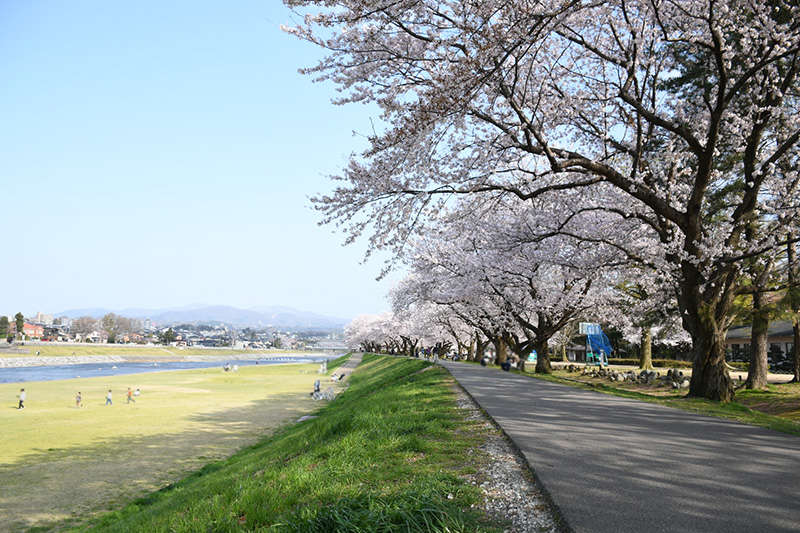 金沢犀川緑地公園・桜並木