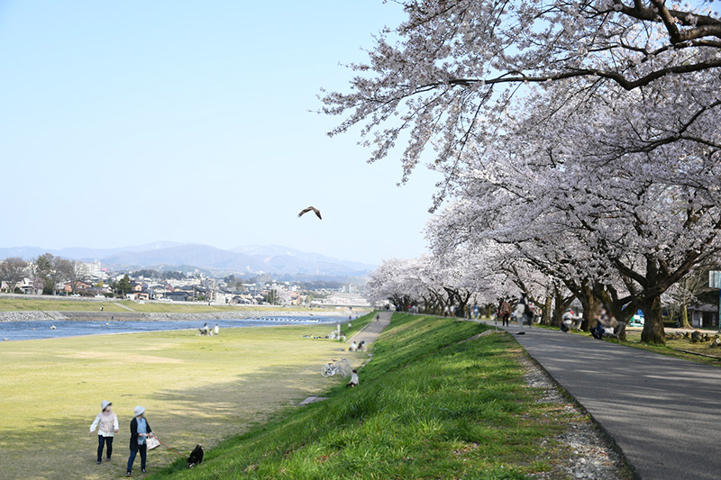 金沢犀川緑地公園・桜並木