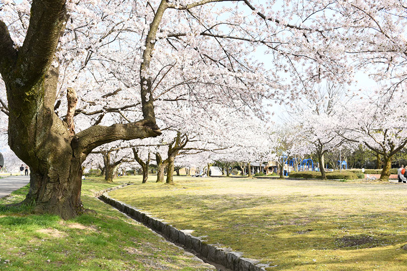 金沢犀川緑地公園・桜並木