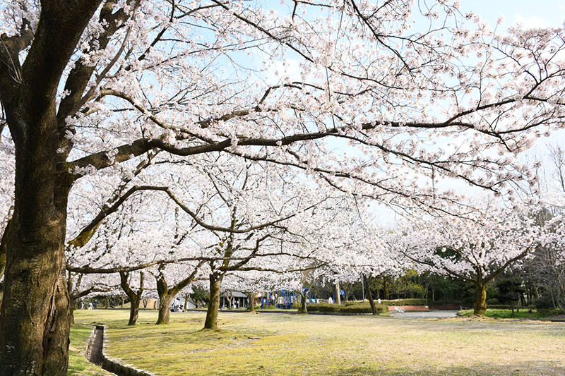 金沢犀川緑地公園・桜並木