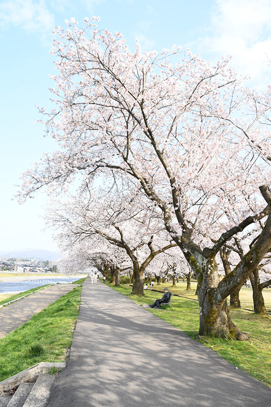 金沢犀川緑地公園・桜並木