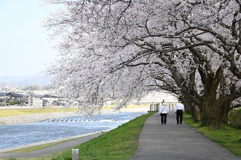 金沢犀川緑地公園・桜並木