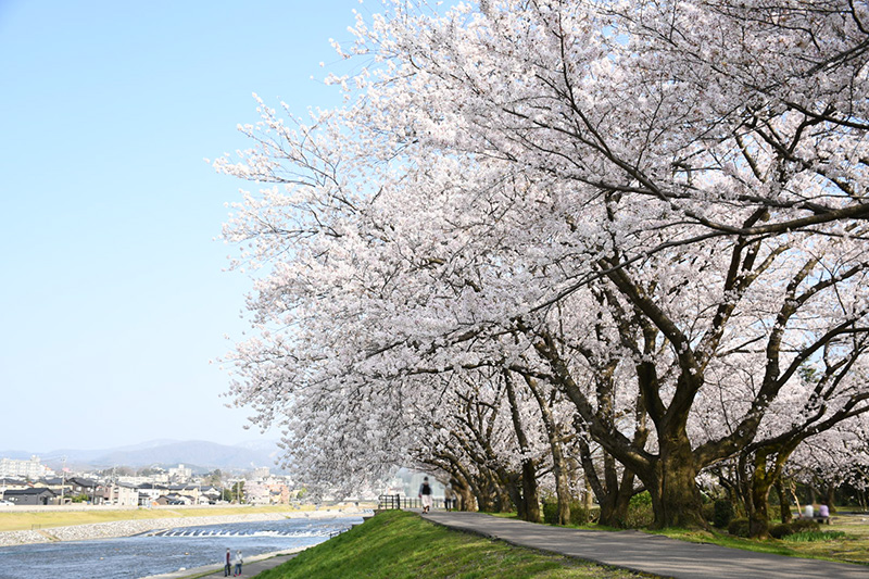 金沢犀川緑地公園・桜並木