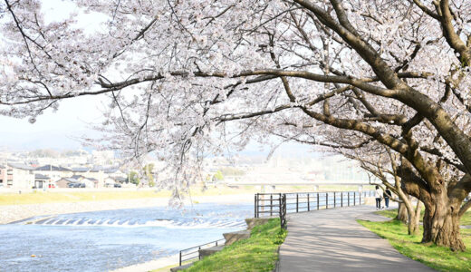 【金沢】犀川沿いに広がる桜並木は美しくて気持ちよく散歩にもおすすめの場所