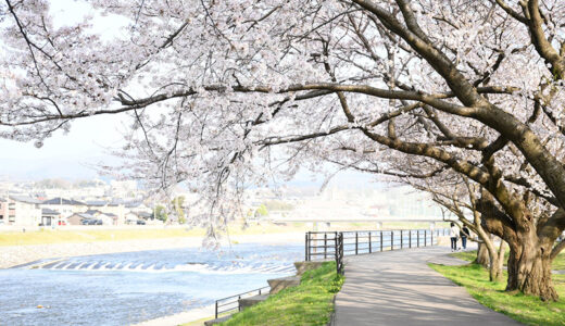 【金沢花見スポット】犀川沿いに広がる桜並木は美しくて気持ちよく散歩にもおすすめの場所