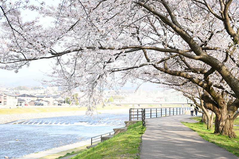 金沢犀川緑地公園・桜並木