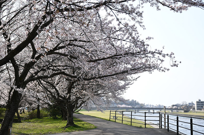 金沢犀川緑地公園・桜並木