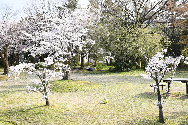 金沢犀川緑地公園・桜並木