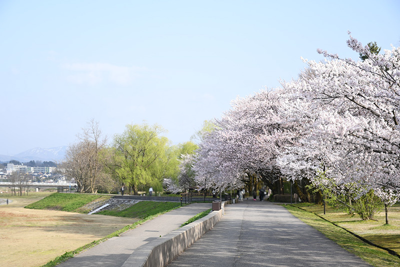 金沢犀川緑地公園・桜並木