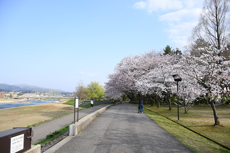 金沢犀川緑地公園・桜並木