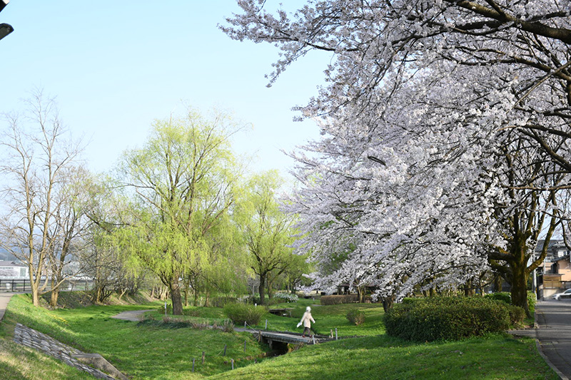 金沢犀川緑地公園・桜並木