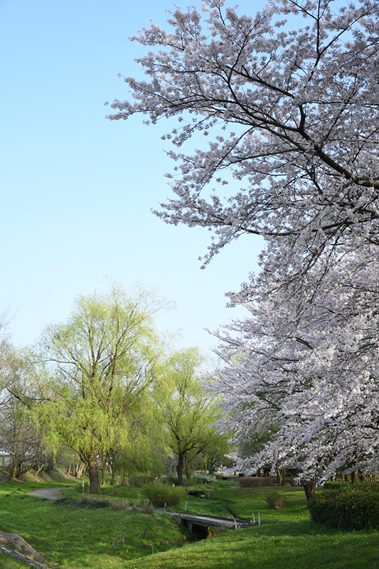 金沢犀川緑地公園・桜並木