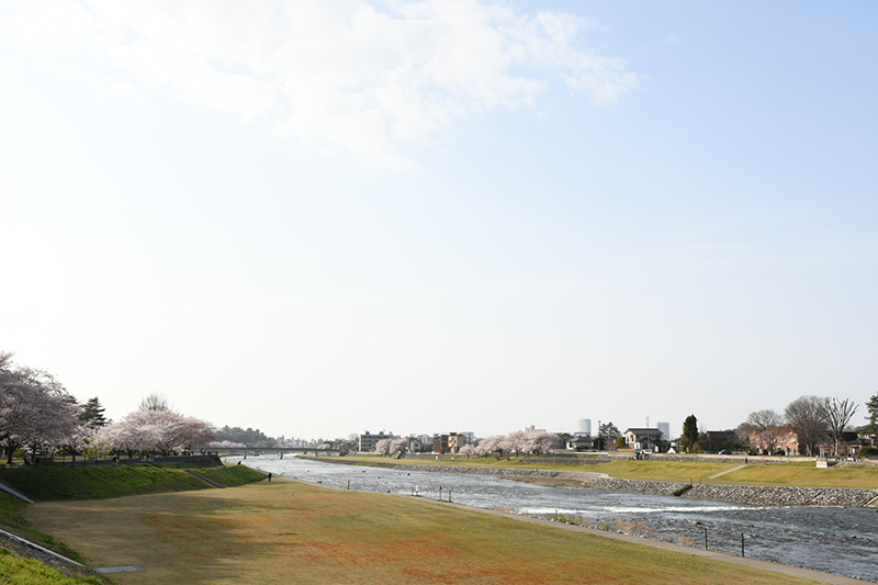 金沢犀川緑地公園・桜並木