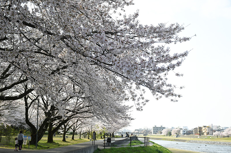 金沢犀川緑地公園・桜並木