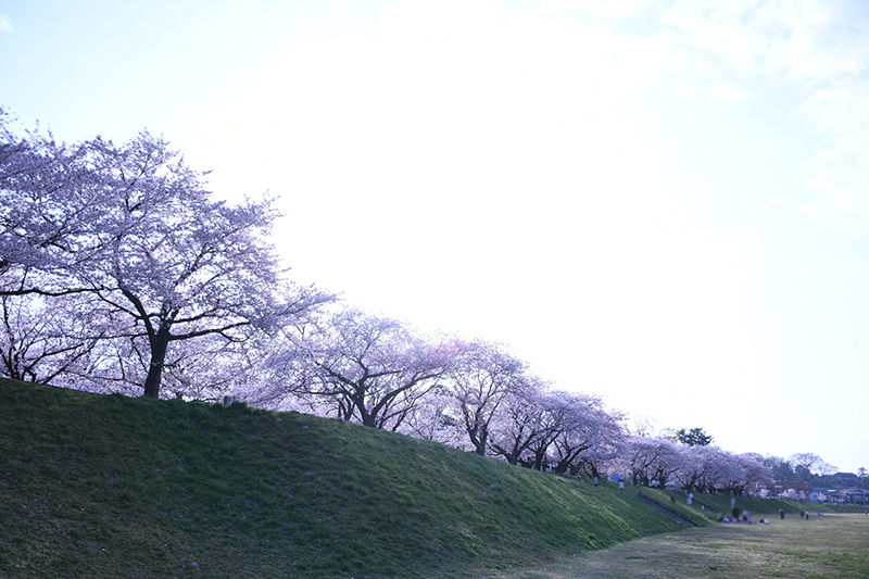 金沢犀川緑地公園・桜並木