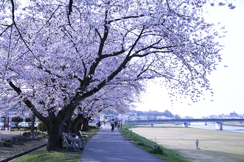 金沢犀川緑地公園・桜並木