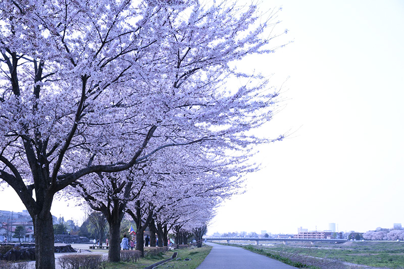 金沢犀川緑地公園・桜並木