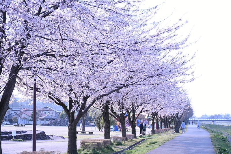 金沢犀川緑地公園・桜並木