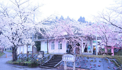 【能登】駅のホームにトンネルのように咲き誇る「能登さくら駅」の桜