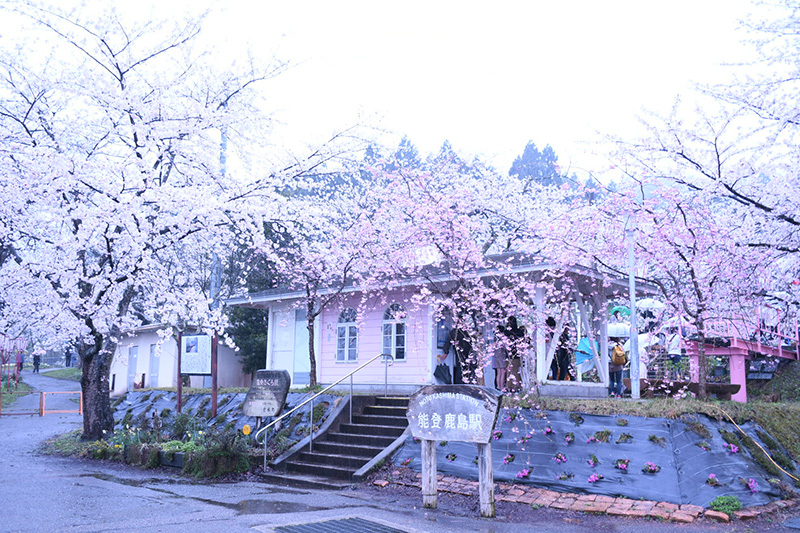 能登さくら駅（鹿島駅）の桜