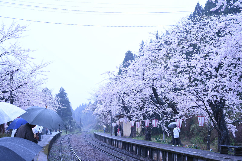 能登さくら駅（鹿島駅）の桜