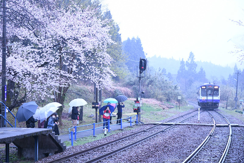 能登さくら駅（鹿島駅）の桜