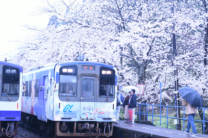 能登さくら駅（鹿島駅）の桜