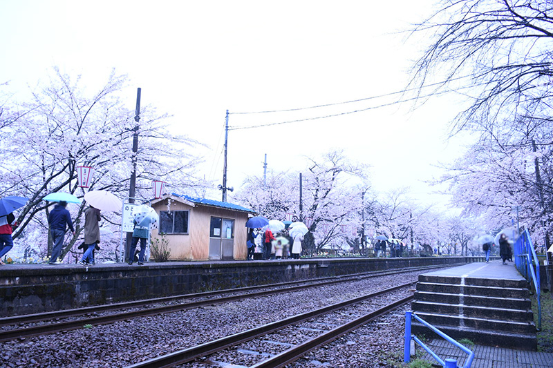 能登さくら駅（鹿島駅）の桜