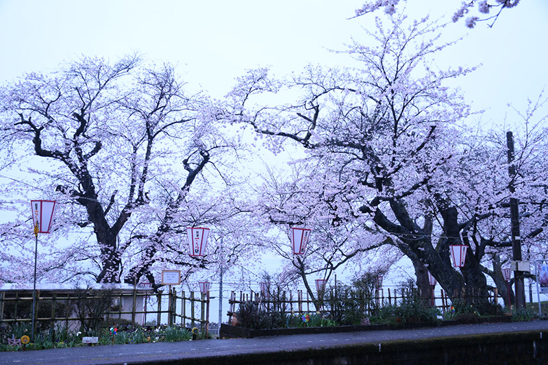 能登さくら駅（鹿島駅）の桜