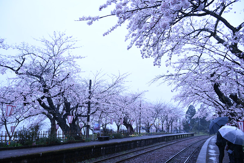 能登さくら駅（鹿島駅）の桜