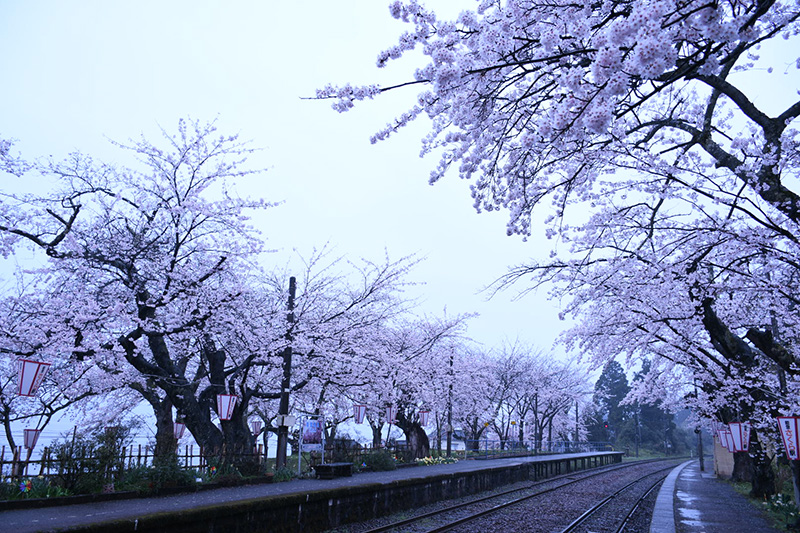 能登さくら駅（鹿島駅）の桜