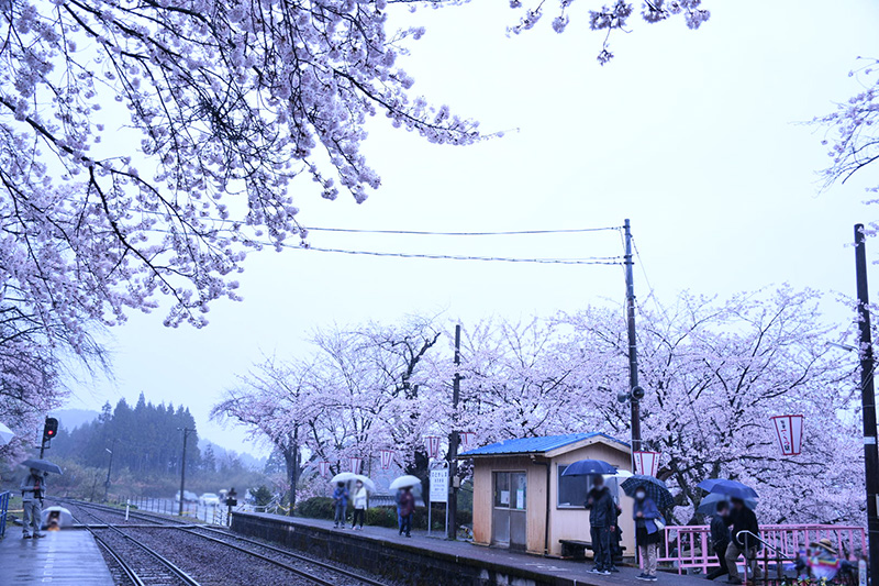 能登さくら駅（鹿島駅）の桜