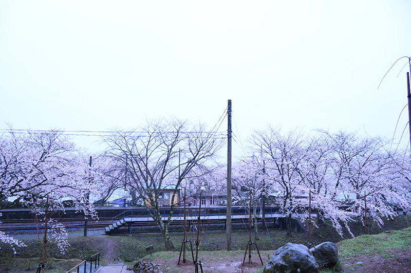 能登さくら駅（鹿島駅）の桜