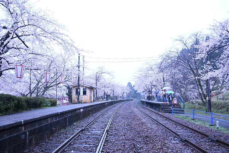 能登さくら駅（鹿島駅）の桜