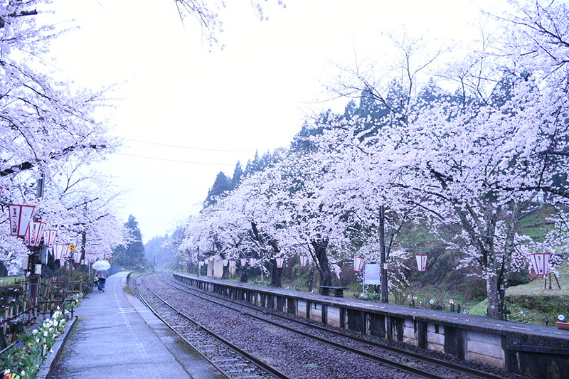 能登さくら駅（鹿島駅）の桜