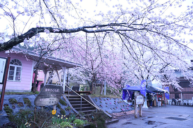 能登さくら駅（鹿島駅）の桜