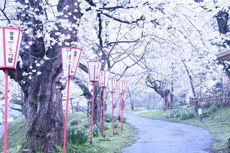 能登さくら駅（鹿島駅）の桜