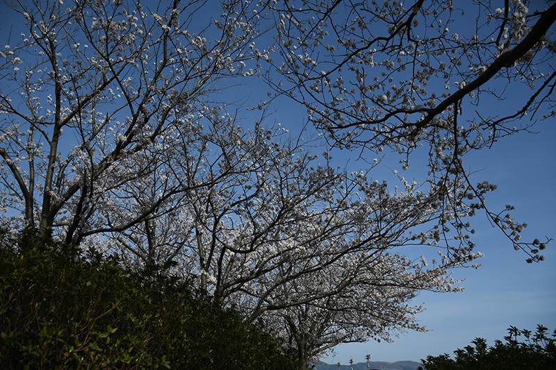 一眼レフカメラ・桜写真