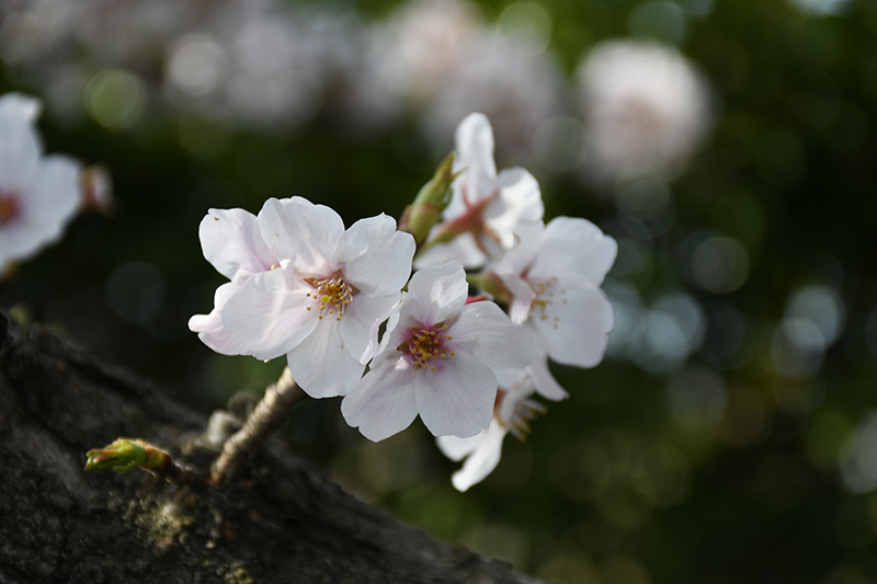 一眼レフカメラ・桜写真