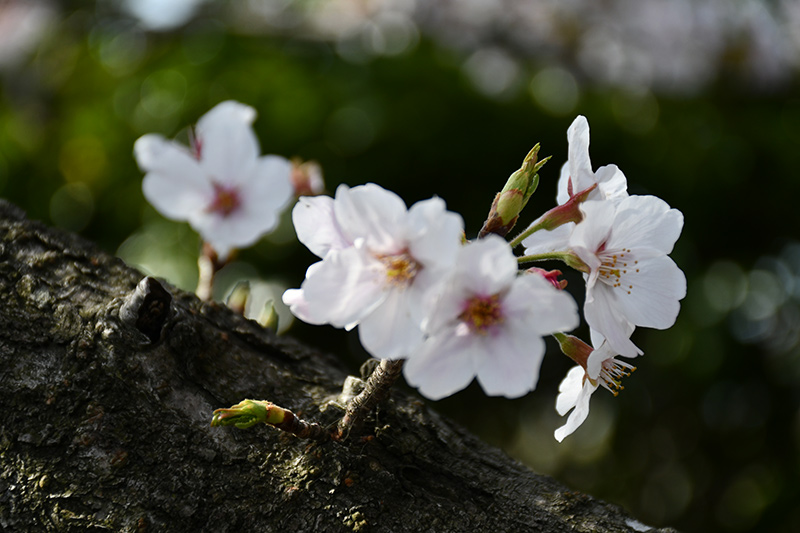 一眼レフカメラ・桜写真