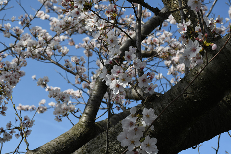 一眼レフカメラ・桜写真