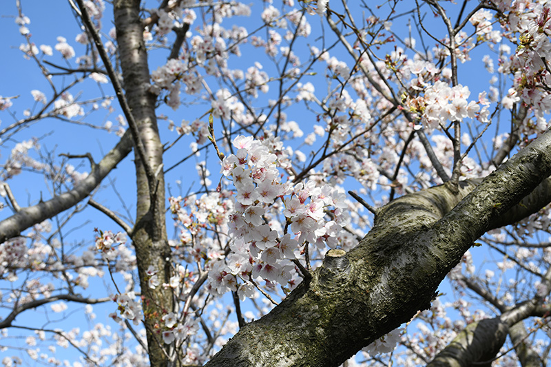 一眼レフカメラ・桜写真