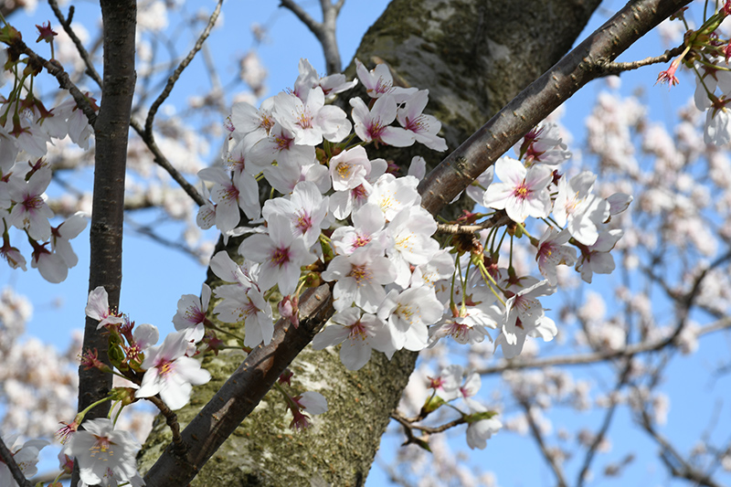 一眼レフカメラ・桜写真