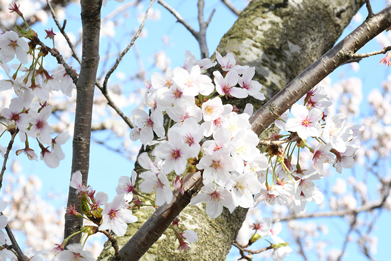 一眼レフカメラ・桜写真