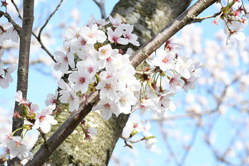 一眼レフカメラ・桜写真