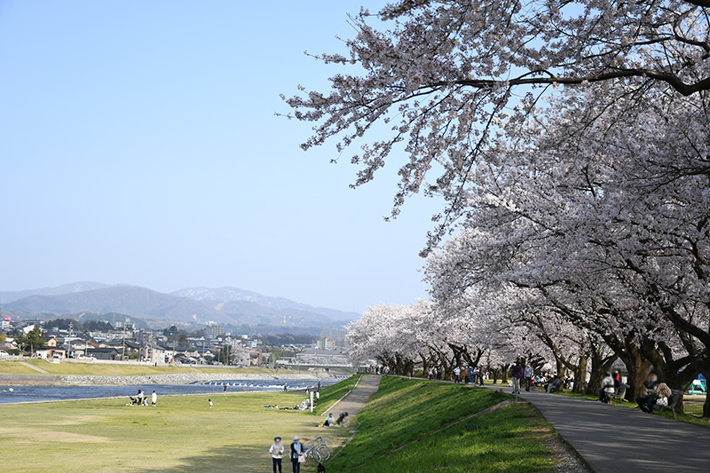 一眼レフカメラ・桜写真撮影