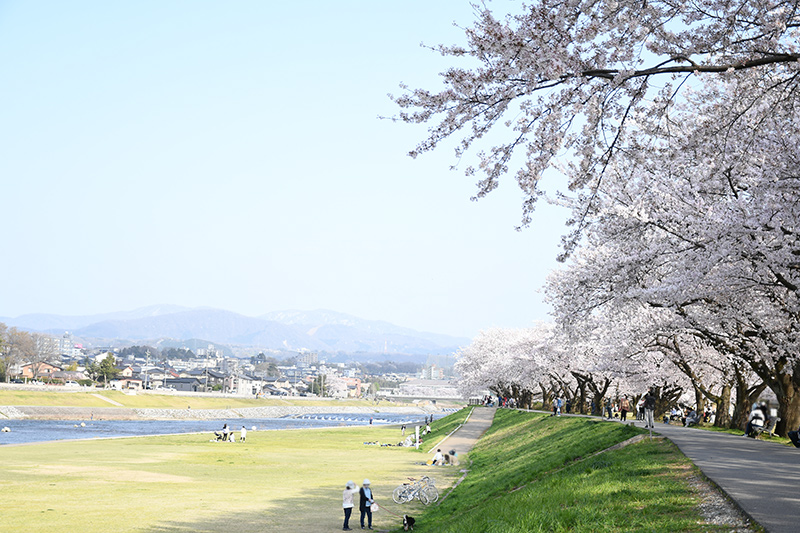 一眼レフカメラ・桜写真撮影