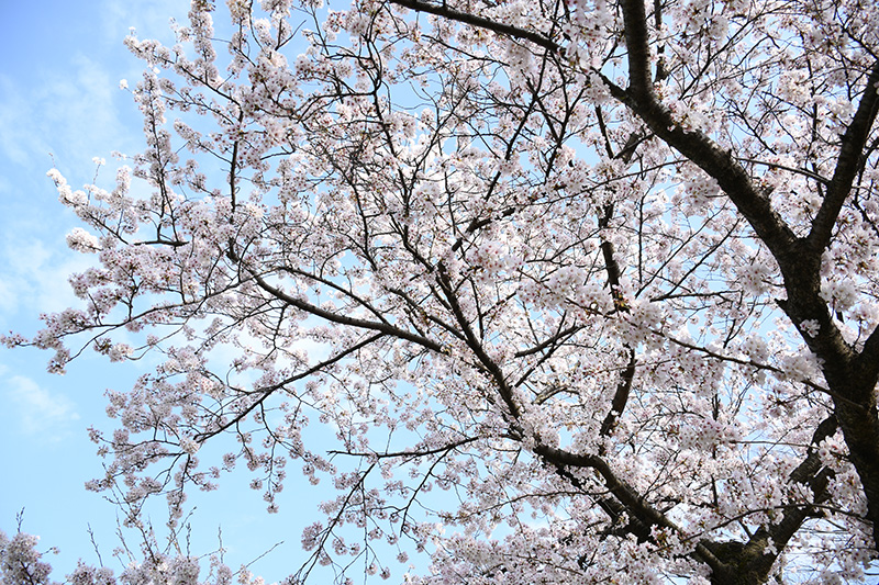 一眼レフカメラ・桜写真撮影