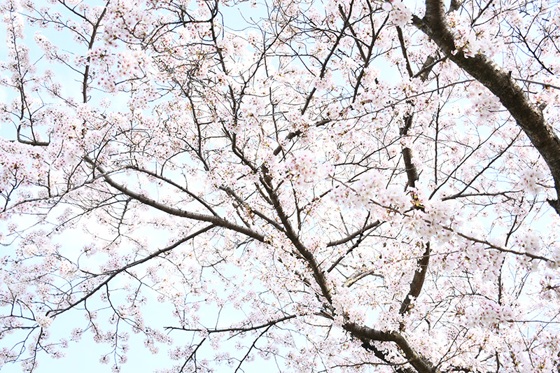 一眼レフカメラ・桜写真撮影